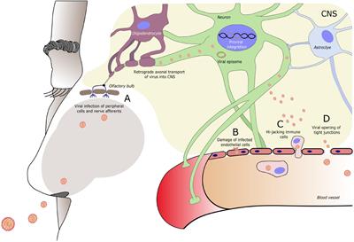 Viruses and Endogenous Retroviruses as Roots for Neuroinflammation and Neurodegenerative Diseases